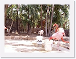 Flamingos (2) * 1024 x 768 * (180KB)
